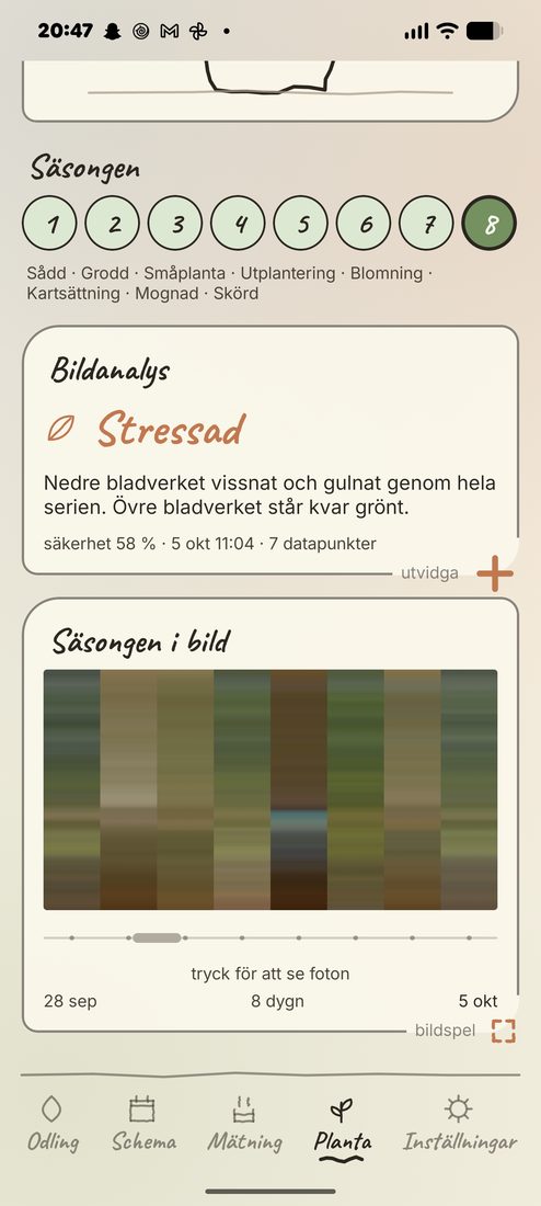 Skärmbild ur appen: plantvyn med bedömningen Stressad och säsongen som färgband